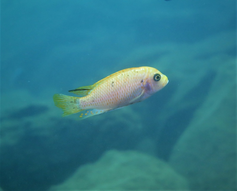 Maylandia pyrsonotos 'Nakantenga Island'